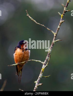 Hirondelle grange (Hirundo rustica), jardins botaniques de Meadowlark, Virginie Banque D'Images