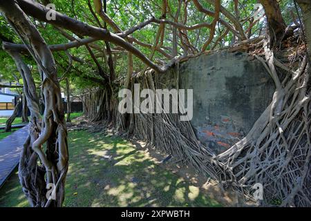 Anping Tree House, un ancien entrepôt envahi par des arbres banyan à Gubao St, district d'Anping, Tainan, Taiwan Banque D'Images