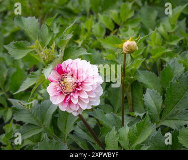 Dahlia dans l'ombre de roses, cerise, magenta, blanc marron et verts. Le dahlia (nom, Strawberry Cream) dans le jardin du dahlia. Banque D'Images