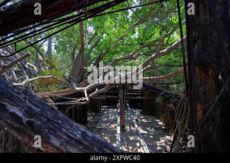 Anping Tree House, un ancien entrepôt envahi par des arbres banyan à Gubao St, district d'Anping, Tainan, Taiwan Banque D'Images