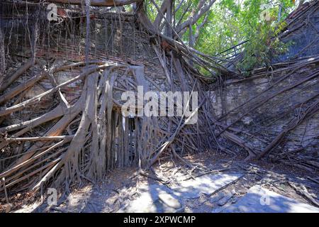 Anping Tree House, un ancien entrepôt envahi par des arbres banyan à Gubao St, district d'Anping, Tainan, Taiwan Banque D'Images