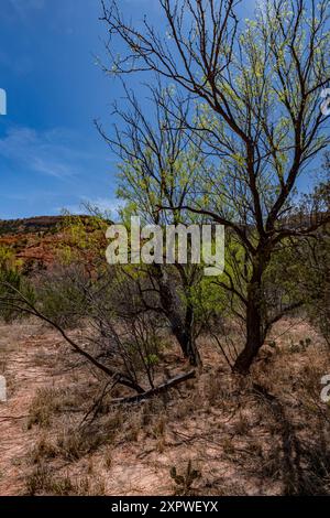 Un arbre Honey Mesquite, Prosopis glandulosa, est rétroéclairé contre un ciel bleu Azur, Palo Duro State Park, Randall County, Texas Banque D'Images