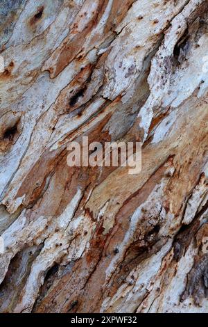 Écorce sur le chewing-gum, Thargomindah, outback Queensland, Australie Banque D'Images