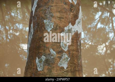 Écorce sur l'arbre à gomme, Bollon, région de St George, Queensland, outback Queensland, Australie Banque D'Images