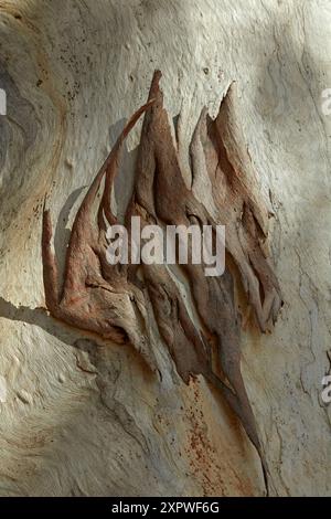 Écorce sur l'arbre à gomme, Bollon, région de St George, Queensland, outback Queensland, Australie Banque D'Images