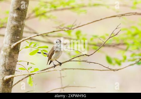 Taïga Flycatcher perchée sur un arbre Banque D'Images