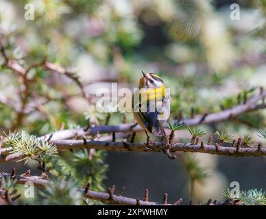 Firecrest commun perché sur un arbre Banque D'Images