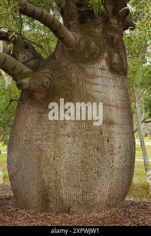 Le plus grand arbre à bouteilles de Roma, Roma, région de Maranoa, sud-ouest du Queensland, Australie Banque D'Images