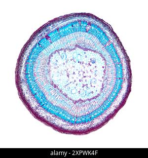 Tige de Tilia, coupe transversale, micrographie lumineuse 8X. Tige de basswood, également connu sous le nom de tilleul, sous le microscope optique. Coloration à l'hématoxyline-éosine. Banque D'Images