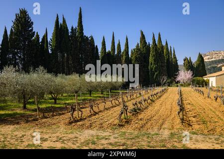 Oliveraie et champ dans les Alpilles Provence, France par une journée ensoleillée au printemps les Baux-de-Provence France Banque D'Images