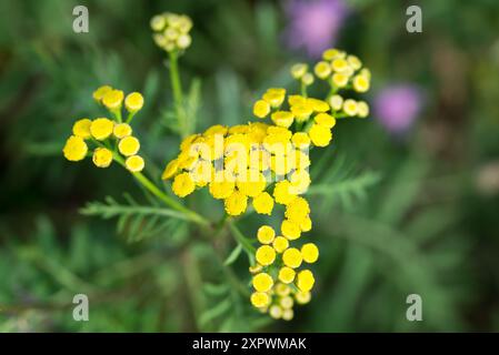 tanaisie commune, Tanacetum vulgare fleurs jaunes d'été gros plan sélectif Banque D'Images