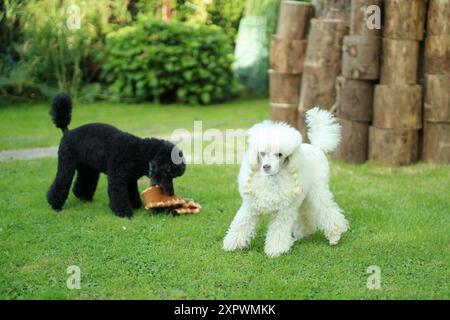 Caniche noir et blanc jouent avec le jouet dans le jardin. Banque D'Images