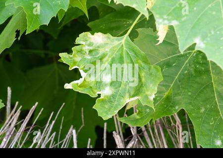 Feuille d'arbre verte malade avec bords séchés en gros plan Banque D'Images