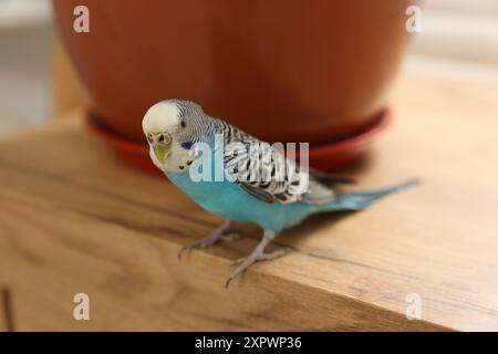 Perroquet pour animaux de compagnie. Beau budgerigar assis sur une table en bois à la maison Banque D'Images