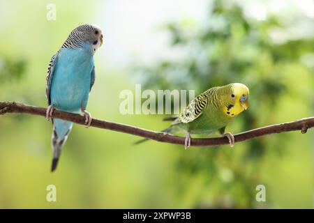 Perroquet pour animaux de compagnie. Mignons budgerigars assis sur le bâton sur fond flou Banque D'Images