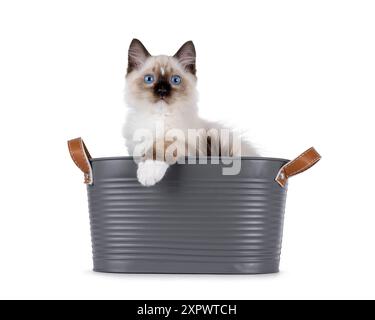 Chaton chat Ragdoll mignon assis dans une baignoire en métal. Il semble curieux de voir la caméra avec des yeux bleus typiques et une patte sur le bord. Isolé sur un b blanc Banque D'Images