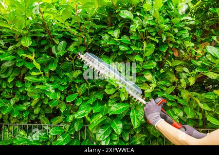 Jardinier utilisant un taille-haie pour couper les buissons dans la cour arrière. Jardinage, concept d'aménagement paysager. Banque D'Images