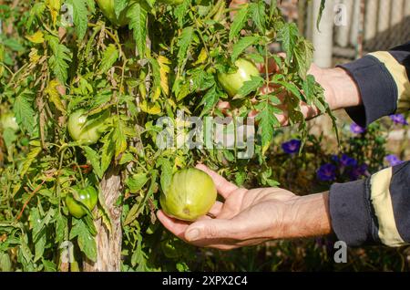 mains d'un homme adulte examinant les tomates dans son jardin biologique après les avoir arrosées. Concept d'agriculture écologique Banque D'Images