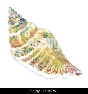 Coquille isolat du monde sous-marin de dessin à la main à l'aquarelle. Voluta virescens, coquille de mer Conque en spirale, lisse, forme ondulée avec bleu, vert Banque D'Images