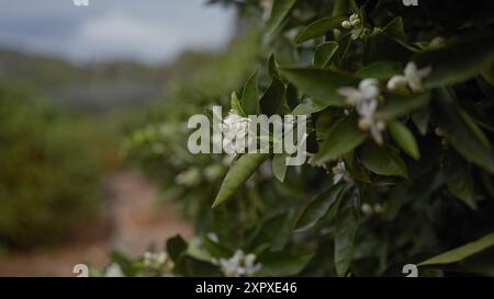 Gros plan de fleurs blanches d'agrumes sur un oranger, avec un fond de verger flou Banque D'Images