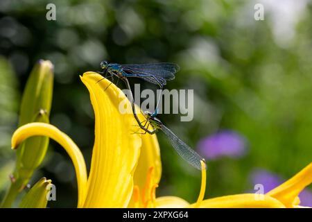 Côté détaillé sur l'image d'une paire de Damselflies bleues communes (Enallagma cyathigerum) dans une «roue d'accouplement» sur un iris jaune, à côté d'un étang de jardin #2. Banque D'Images