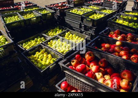 Pommes fraîchement récoltées triées dans des paniers sur un marché extérieur un jour ensoleillé Banque D'Images