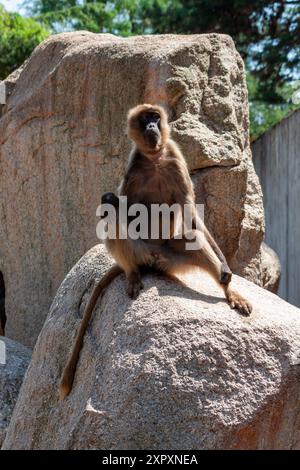 La jeune gelada (Theropithecus gelada) est une espèce monotypique de primates de la famille des singes (Cercopithecidae), Wilhelma, Stuttgart Banque D'Images