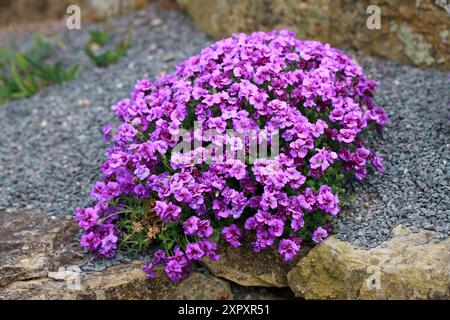 Rock Cress, Purple Rock Cress, Rainbow Rock Cress ou Aubretia, Aubrieta 'Gloriosa', Brassicaceae. La Turquie, la Grèce et les Balkans. Banque D'Images