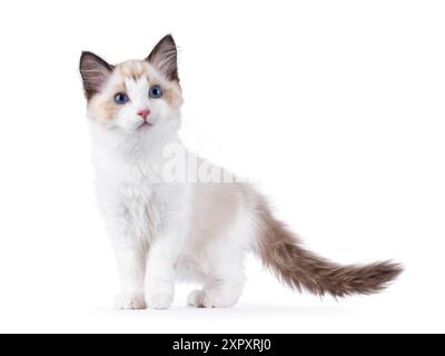 Chaton chat Ragdoll élégant debout sur le côté et tournant. Un regard curieux à côté de la caméra avec des yeux bleus typiques de race. Isolé sur fond blanc. Banque D'Images