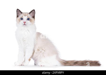 Chaton chat Ragdoll élégant assis sur le côté. Je suis curieux de voir la caméra avec des yeux bleus typiques de race. Isolé sur fond blanc. Banque D'Images