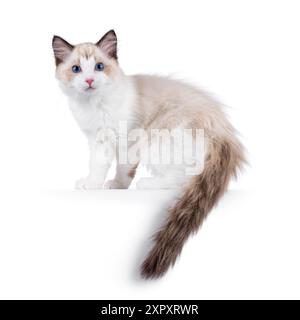 Chaton chat Ragdoll élégant debout sur le côté des voies sur le bord se tournant vers le spectateur. Je suis curieux de voir la caméra avec des yeux bleus typiques de race. Isolé sur un wh Banque D'Images