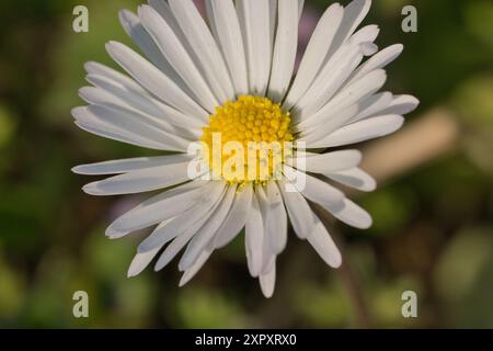 Plan macro d'une Marguerite avec un beau bokeh Banque D'Images