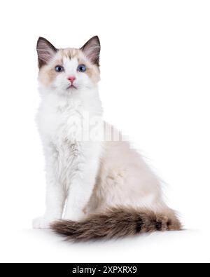 Chaton chat Ragdoll élégant assis sur le côté. Un regard curieux à côté de la caméra avec des yeux bleus typiques de race. Isolé sur fond blanc. Banque D'Images