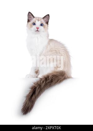 Chaton chat Ragdoll élégant assis sur le côté des voies sur le bord avec la queue pendante vers le bas. Je suis curieux de voir la caméra avec des yeux bleus typiques de race. Isolé sur Banque D'Images