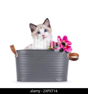 Chaton chat Ragdoll élégant assis dans un seau en métal gris avec de fausses fleurs roses. Je suis curieux de voir la caméra avec des yeux bleus typiques de race. Isolé Banque D'Images