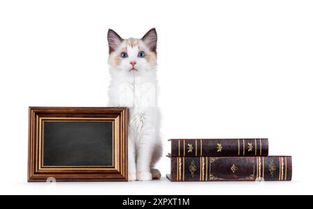 Chaton chat Ragdoll élégant assis entre le cadre rempli d'espace de copie de tableau noir et de vieux livres. Je suis curieux de voir l'appareil photo avec la race bleu typique Banque D'Images