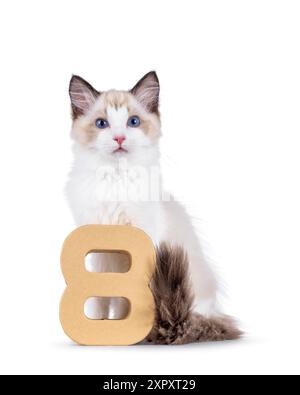 Chaton chat Ragdoll élégant assis derrière le chiffre de papier 8. Je suis curieux de voir la caméra avec des yeux bleus typiques de race. Isolé sur fond blanc. Banque D'Images