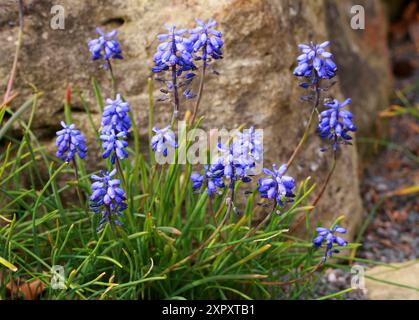 Jacinthe de raisin, Muscari bourgaei, Asparagacées. Turquie, Asie. Muscari bourgaei est une espèce de plante à fleurs de la sous-famille des squills Scilloideae. Banque D'Images