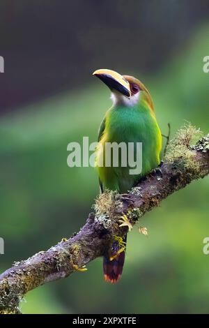 Toucanet émeraude (Aulacorhynchus prasinus), assis sur une branche dans la forêt tropicale, Guatemala Banque D'Images