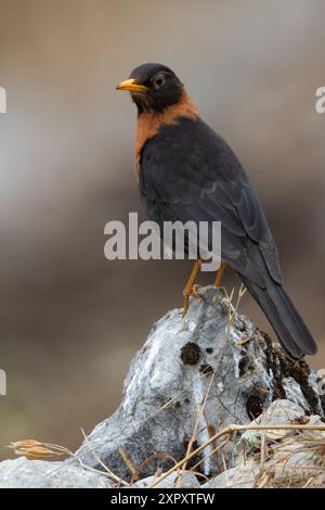 robin à col roux (Turdus rufitorques), adulte perché sur un rocher dans une forêt montagneuse, Guatemala Banque D'Images