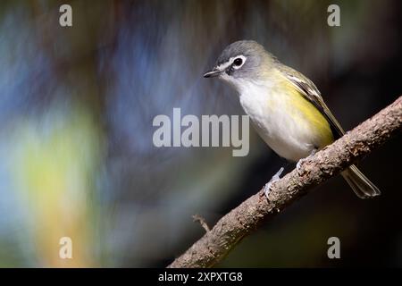 Viréo solitaire, viréo à tête bleue, mouche à tête bleue, viréo de montagne, greenlet de Cassin (Viréo solitarius), perché sur une branche dans une forêt tropicale, Banque D'Images