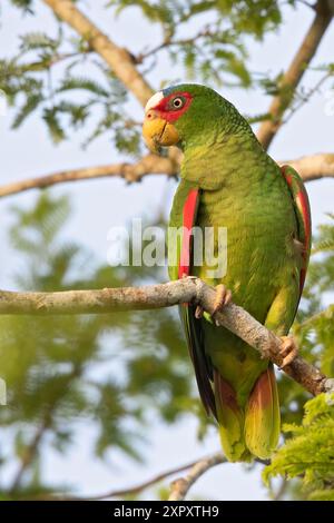 amazonie à front blanc, perroquet à front blanc, amazonie à lunettes, perroquet à lunettes (Amazona albifrons), perché sur une branche dans une forêt tropicale, Guatemala Banque D'Images