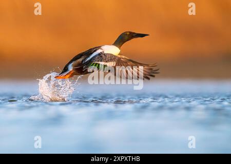 Pelle nordique (Anas clypeata, Spatula clypeata), drake à partir de l'eau, vue latérale, Italie, Toscane, Colli Alti, Firenze ; Signa ; Banque D'Images