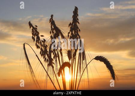 Épis de grain d'orge, d'avoine et de seigle au coucher du soleil Banque D'Images