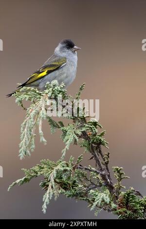 Chiapas Pine Siskin (Spinus pinus perplexus, Spinus perplexus), assis sur une branche dans la forêt tropicale, Guatemala Banque D'Images