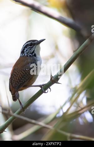 Wren en bois à poitrine blanche (Henicorhina leucosticta), mâle assis sur une branche dans une forêt tropicale montagneuse, Guatemala Banque D'Images