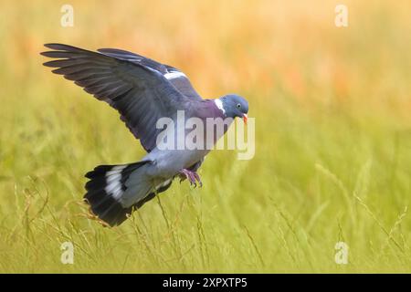 Pigeon de bois (Columba palumbus), atterrissage sur herbe haute, vue de côté, Italie, Toscane, Piana fiorentina; Oasi della que, Firenze Banque D'Images