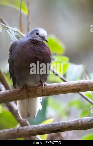 Colombe à poitrine violette, colombe à torse marron (Paraclaravis mondetoura, Claravis mondetoura), assise sur une branche dans une forêt tropicale montagneuse, G Banque D'Images