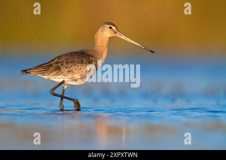 Godwit à queue noire (Limosa limosa), marchant dans les eaux peu profondes, Italie, Toscane, Lago di Massaciuccoli Banque D'Images