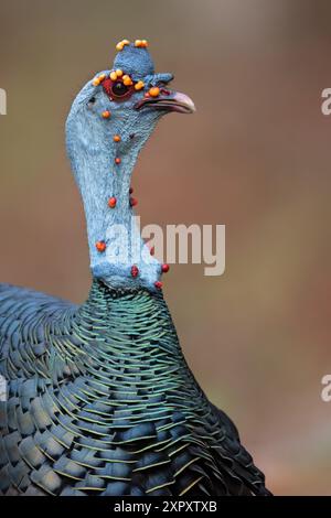 dinde ocellée (Agriocharis ocellata, Meleagris ocellata), portrait, Guatemala, Yucatan, Tikal Banque D'Images